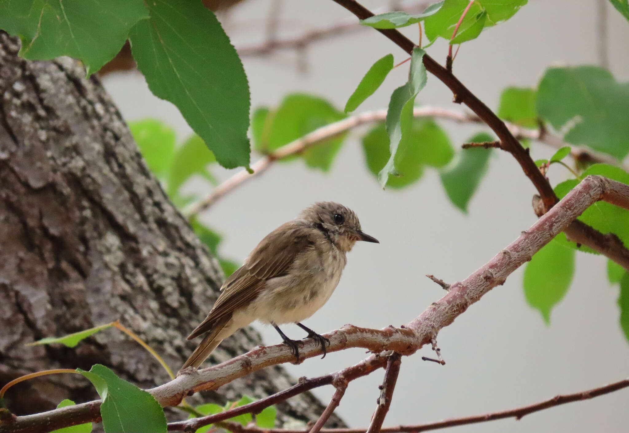 Image of <i>Muscicapa striata tyrrhenica</i>