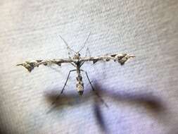 Image of Geranium Plume Moth