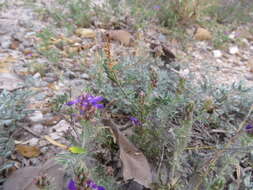 Image of Walker prairie clover