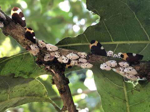 Imagem de Phyllotropis cingulata Germar