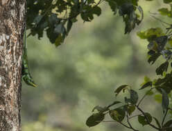 Image of Big Scaled Variable Lizard