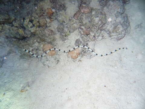 Image of Banded snake eel