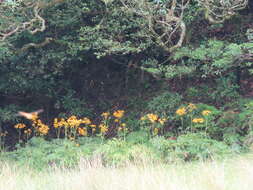 Image of Ligularia japonica (Thunb.) Less.