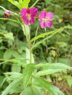 Imagem de Epilobium conspersum Hausskn.