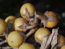 Image of Solanum glutinosum Dun.