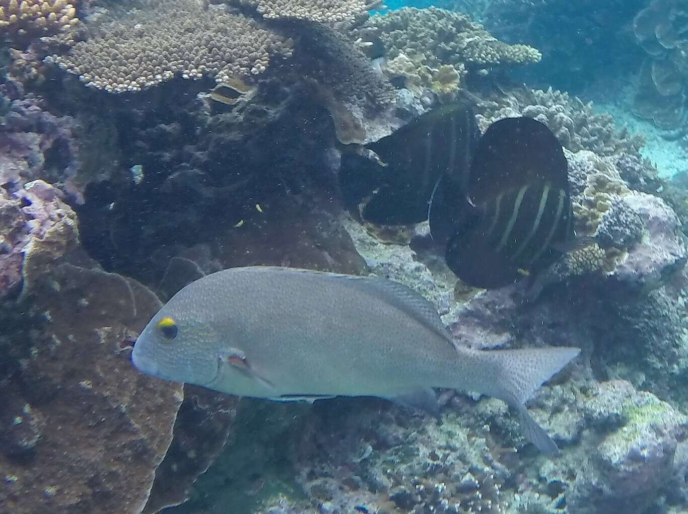 Image of Lemon sweetlips