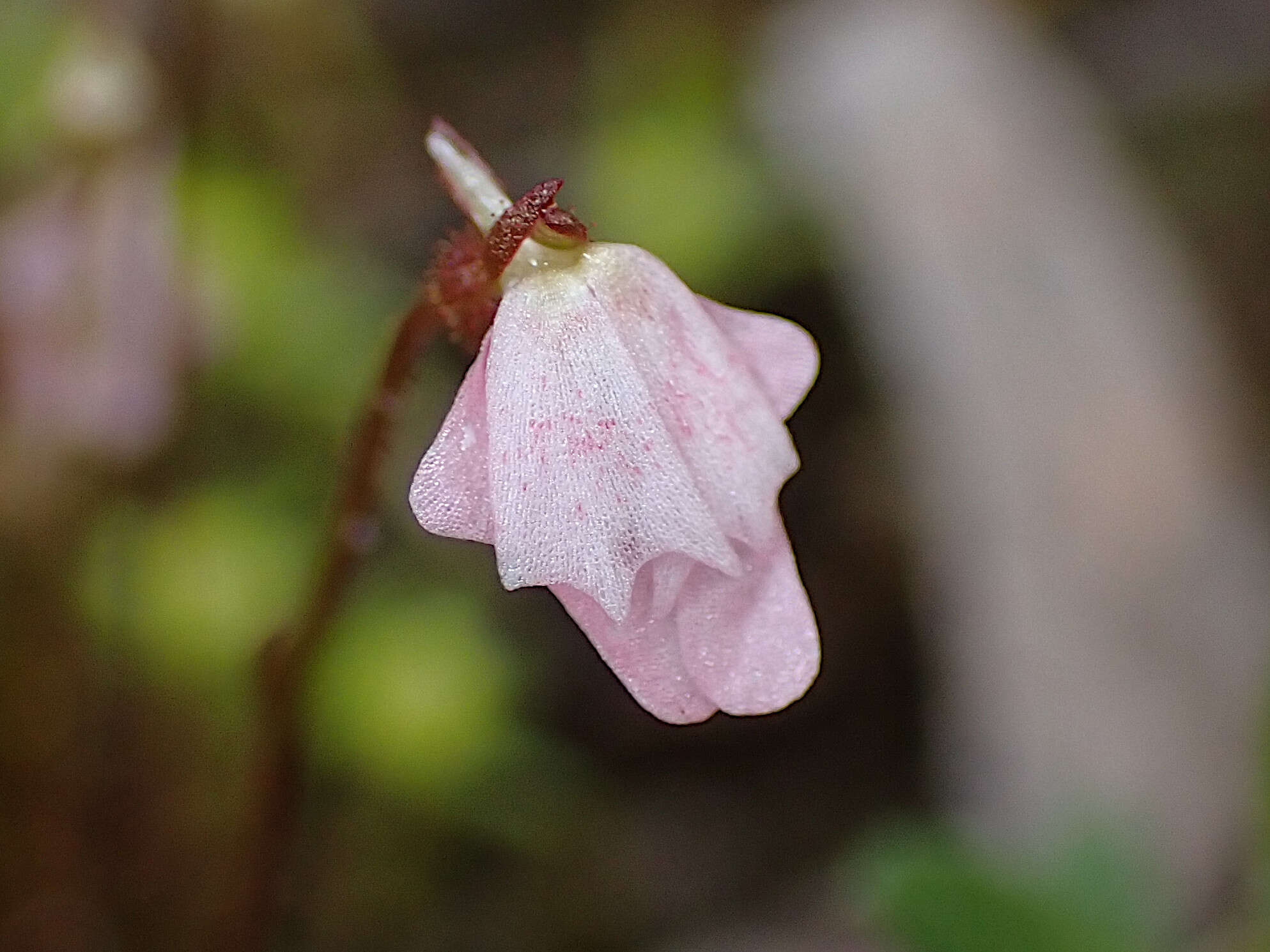 Image de Stylidium calcaratum R. Br.