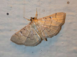 Herpetogramma theseusalis Walker 1859 resmi