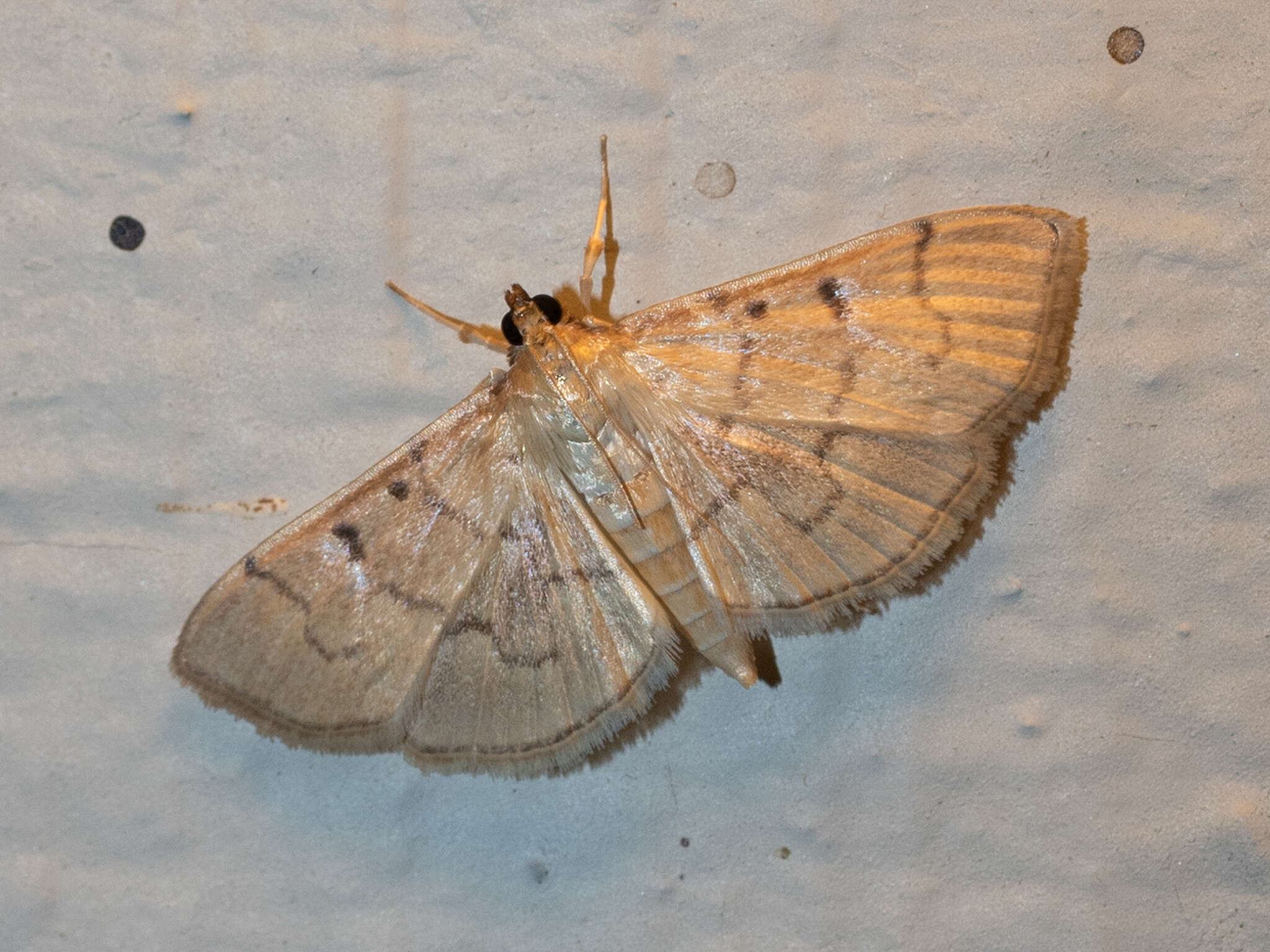 Herpetogramma theseusalis Walker 1859 resmi