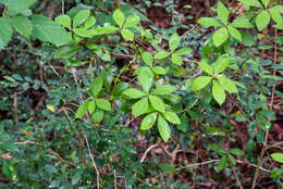 Imagem de Litsea rotundifolia var. oblongifolia (Nees) C. K. Allen