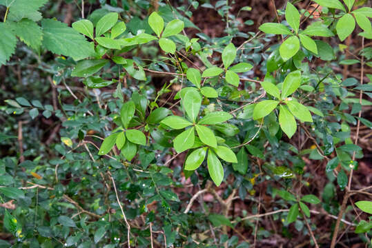 Image of Litsea rotundifolia var. oblongifolia (Nees) C. K. Allen