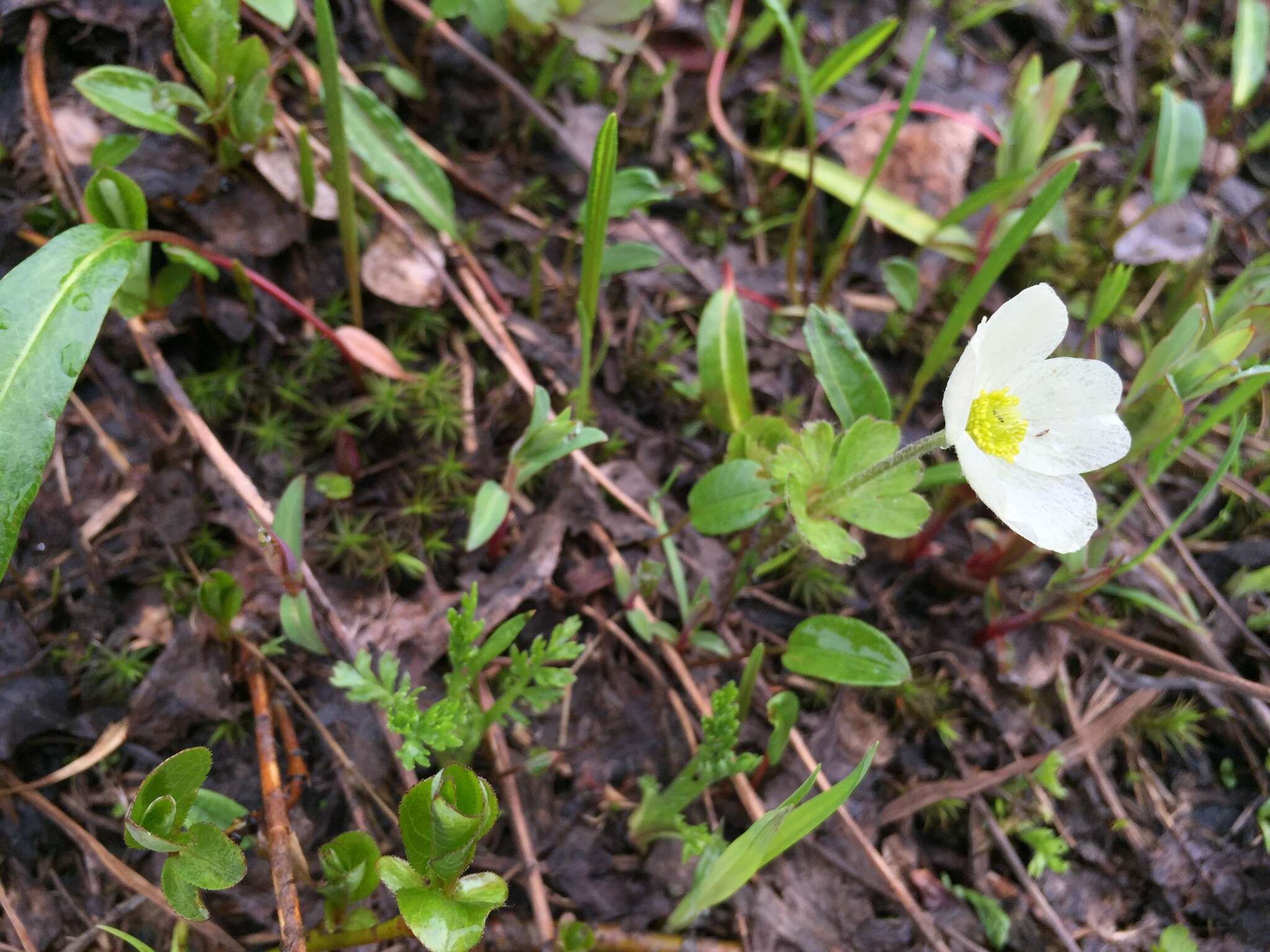 Anemone parviflora Michx. resmi