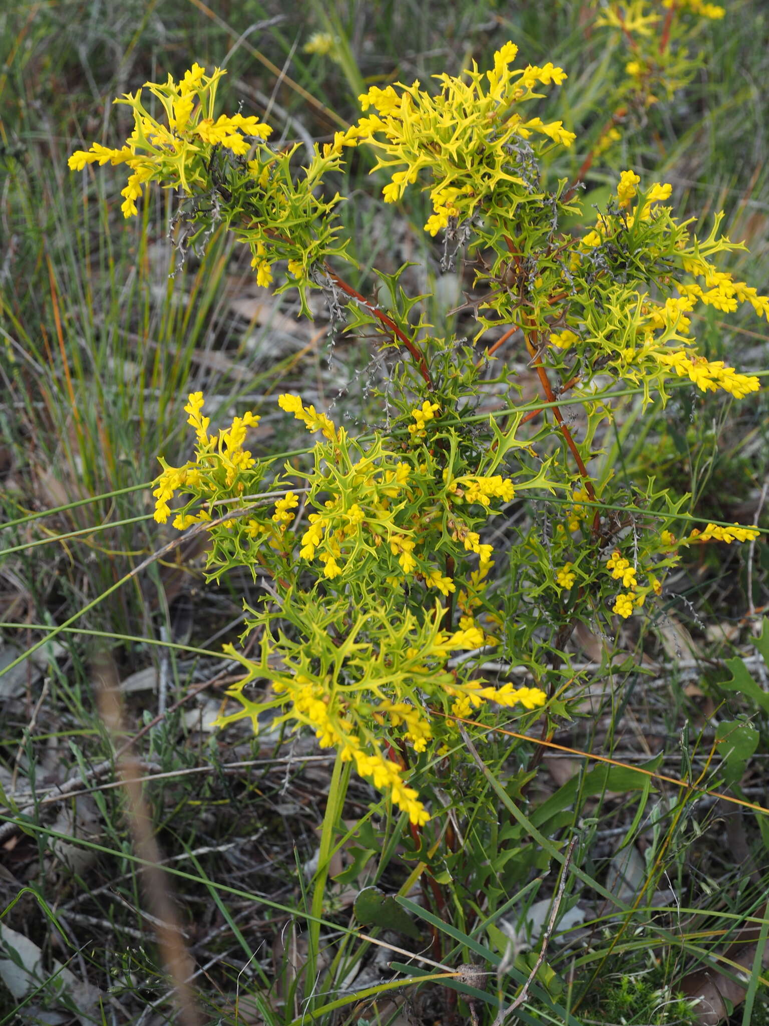 Imagem de Synaphea polymorpha R. Br.