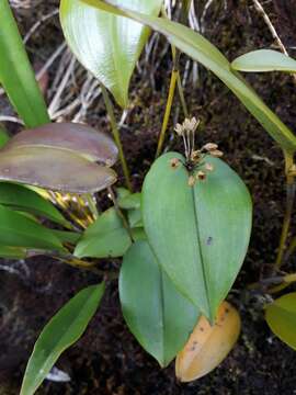 Imagem de Pleurothallis canaligera Rchb. fil.