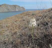 Image of Ornithogalum ponticum Zahar.