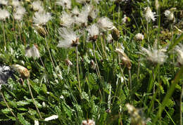 Imagem de Dryas octopetala subsp. oxyodonta (Juz.) Hult.