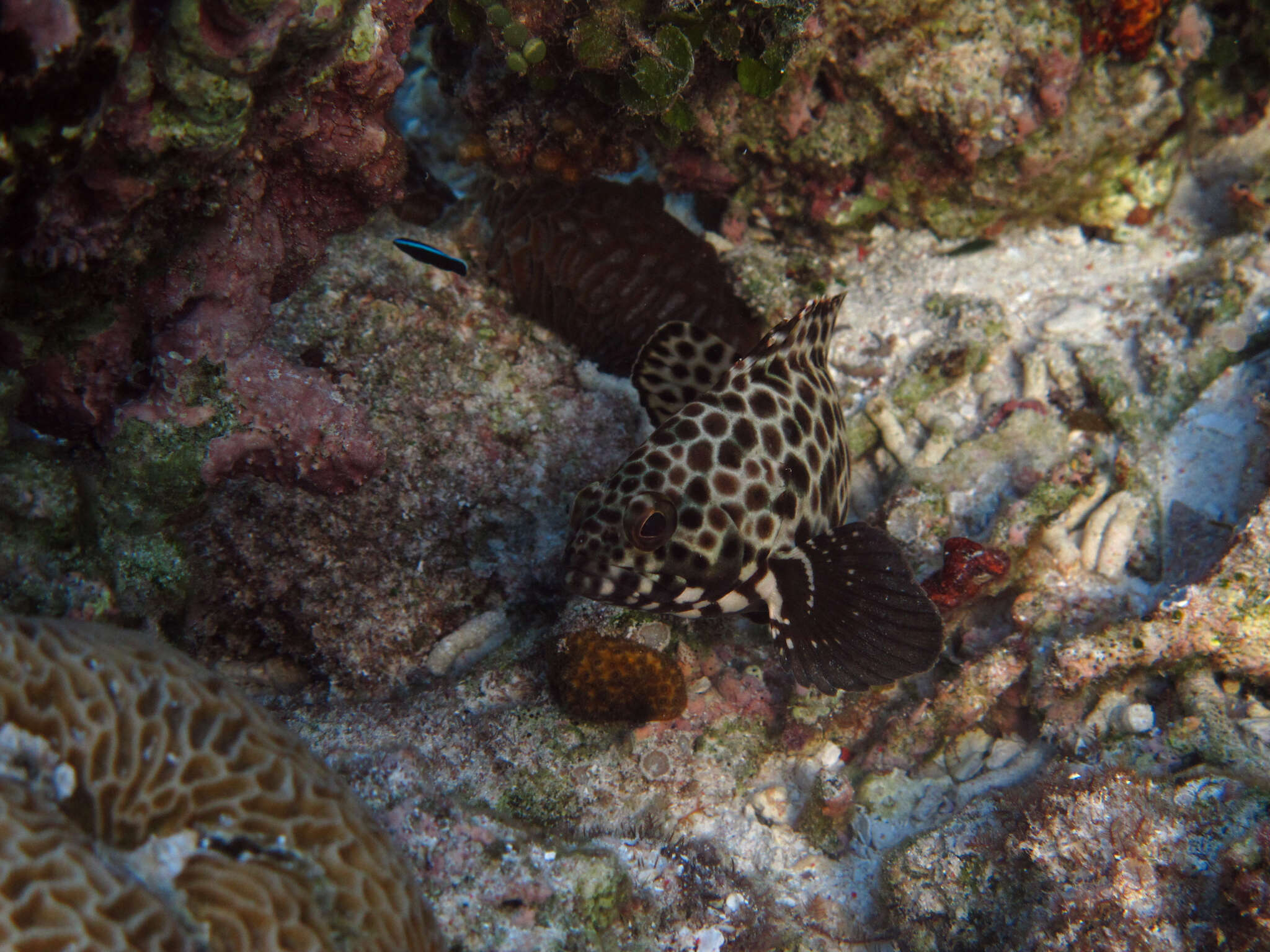 Image of Barred-chest Rock-cod