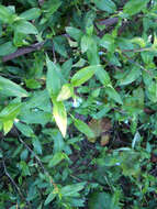 Image of whitemouth dayflower