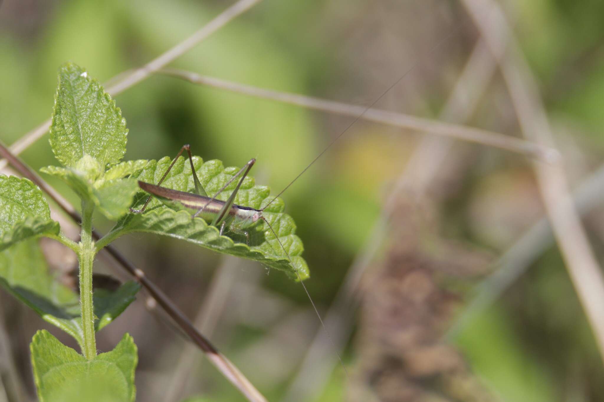 Image of Graceful Meadow Katydid