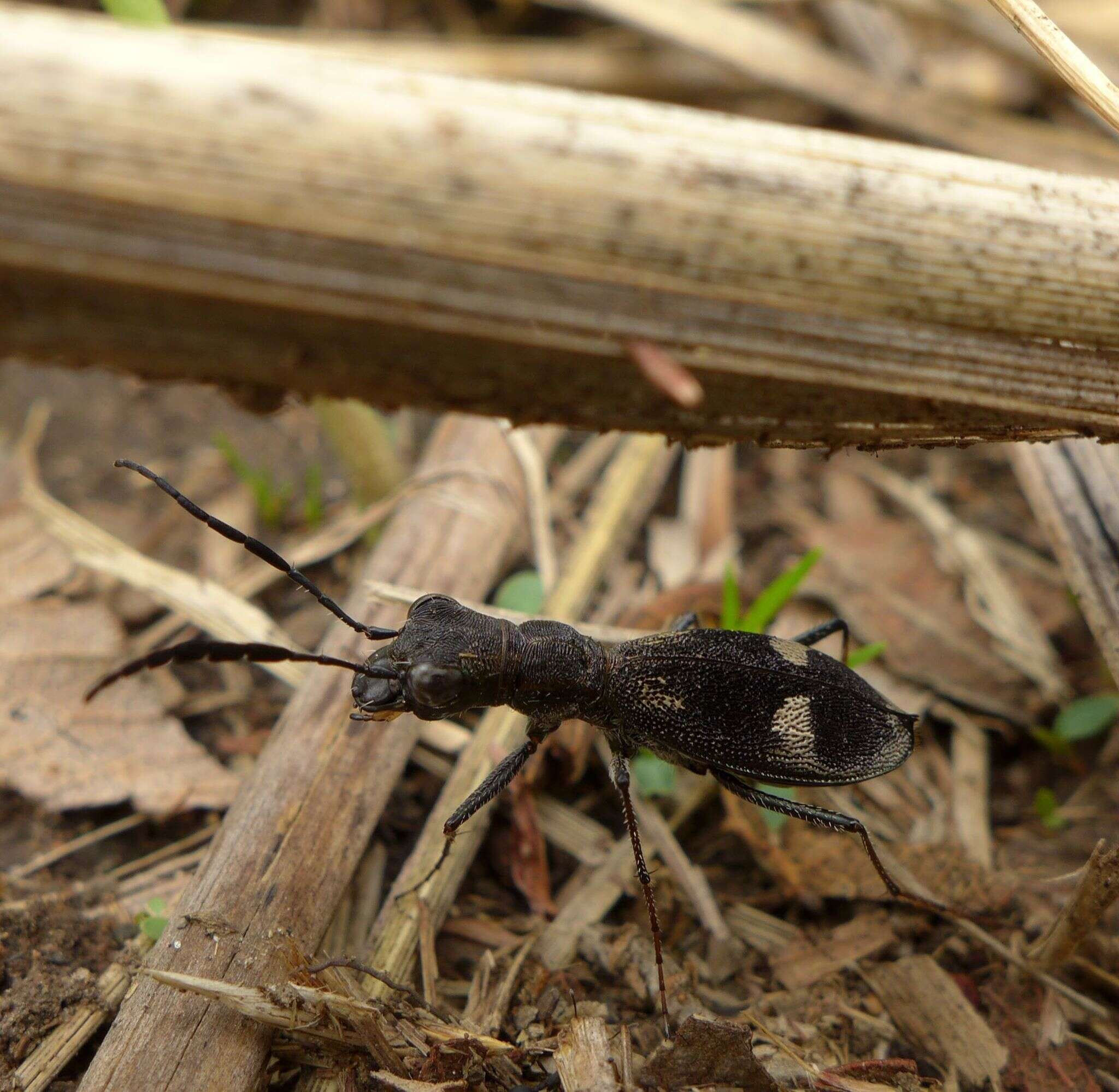 Image of Dromica (Dromica) egregia (Germar 1843)