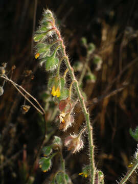 Image of Tuberaria macrosepala (Coss.) Willk.