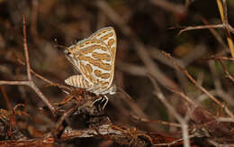 Sivun Cigaritis acamas (Klug 1834) kuva