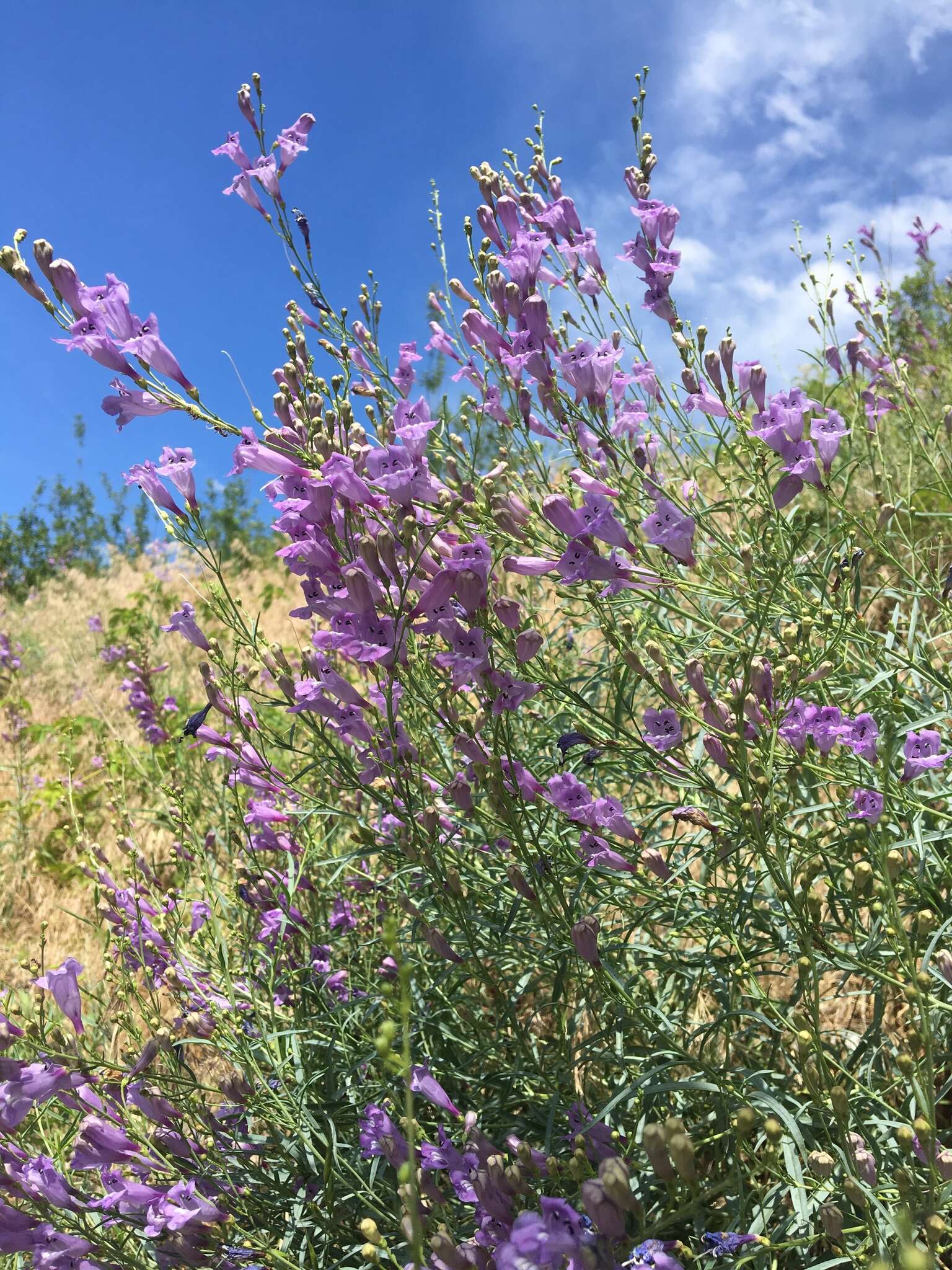 Слика од Penstemon sepalulus A. Nels.