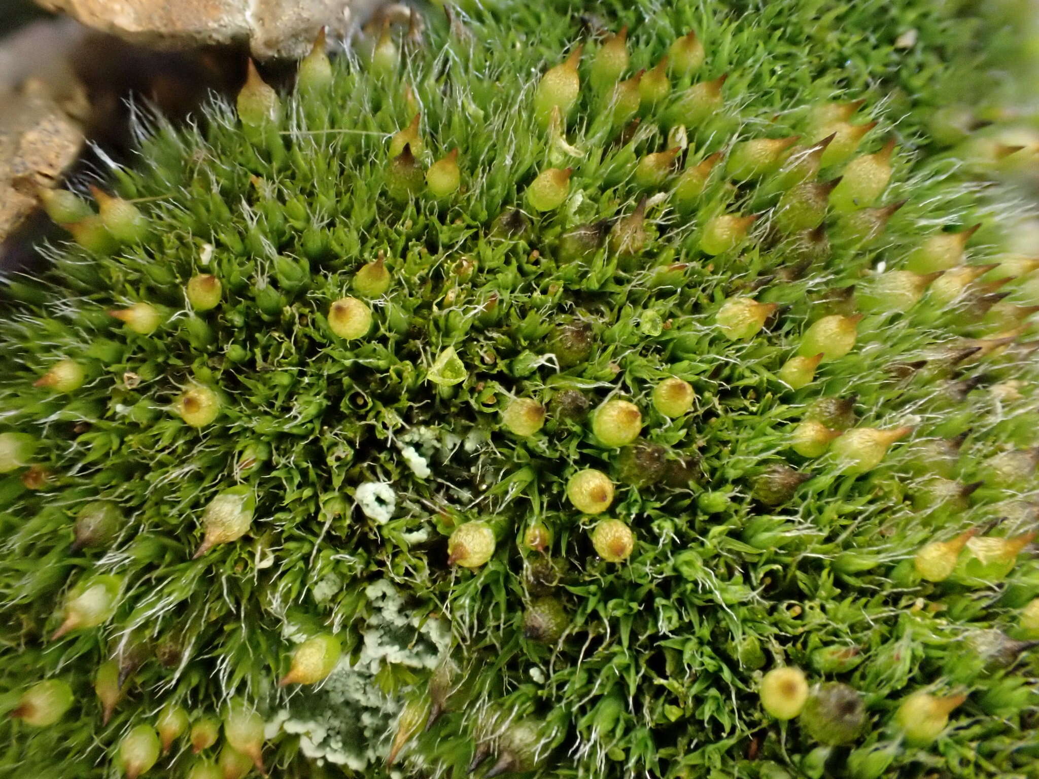 Image of coscinodon moss