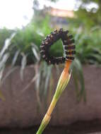 Image of Equisetum arvense subsp. diffusum (D. Don) Fraser-Jenkins