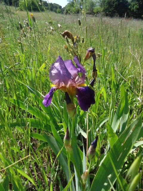 Plancia ëd Iris germanica L.