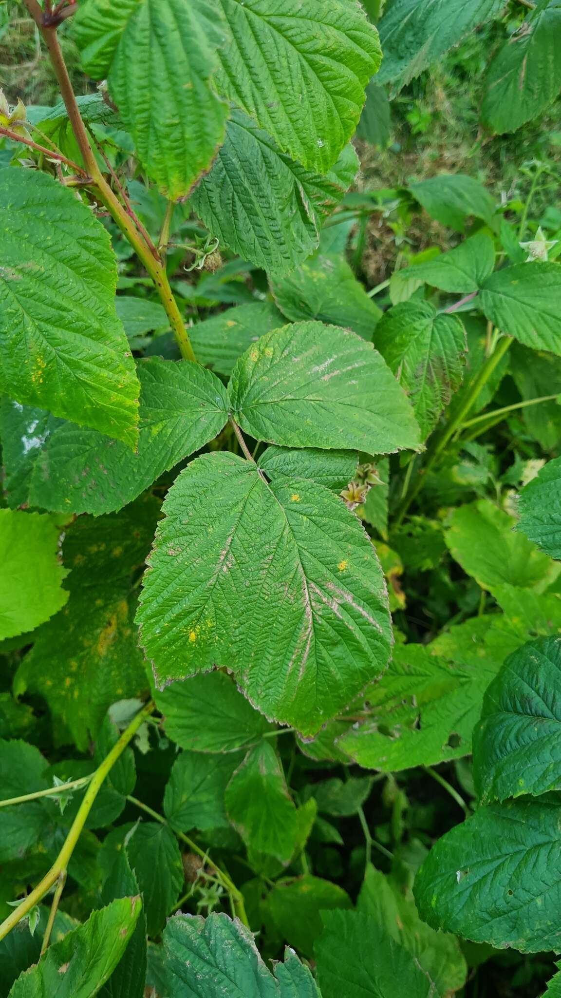 صورة Phragmidium rubi-idaei (DC.) P. Karst. 1878