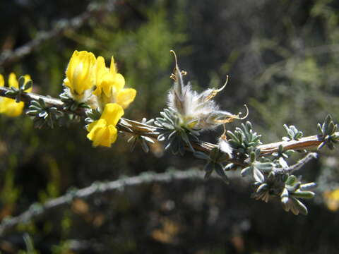 صورة Aspalathus quinquefolia subsp. quinquefolia