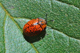 Image of Chelymorpha varians (Blanchard 1851)