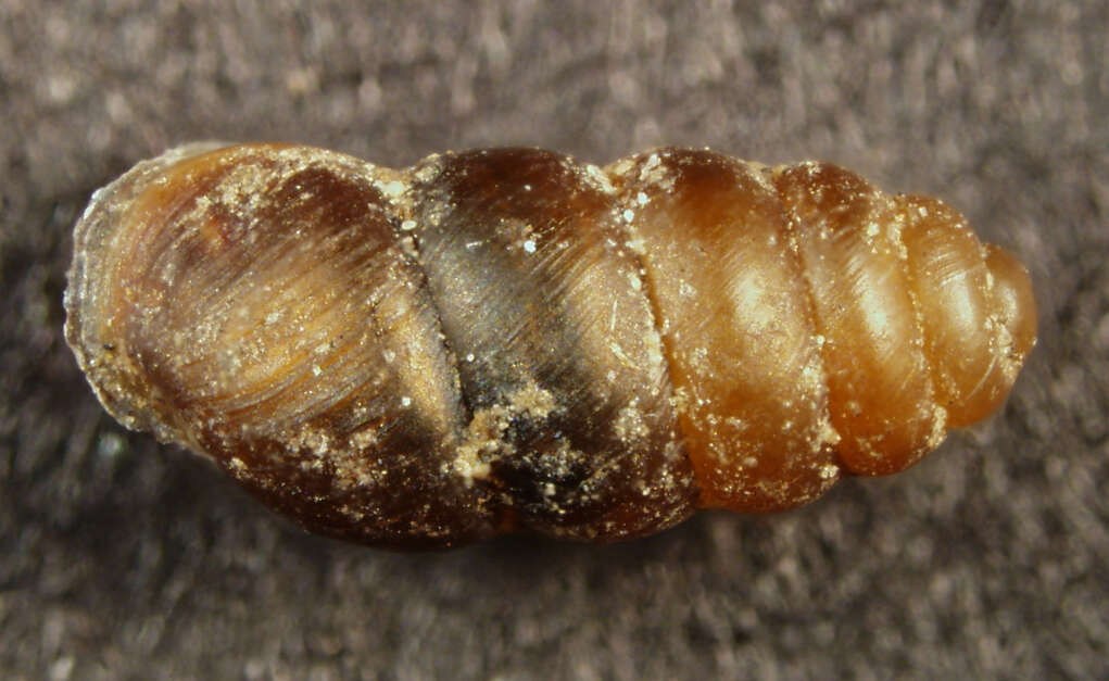 Image of <i>Gastrocopta sterkiana</i> Pilsbry 1917