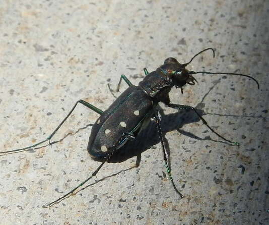 Image of Cicindela (Cicindelidia) ocellata rectilatera Chaudoir 1843