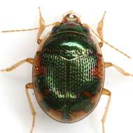 Image of Shiny Round Sand Beetle