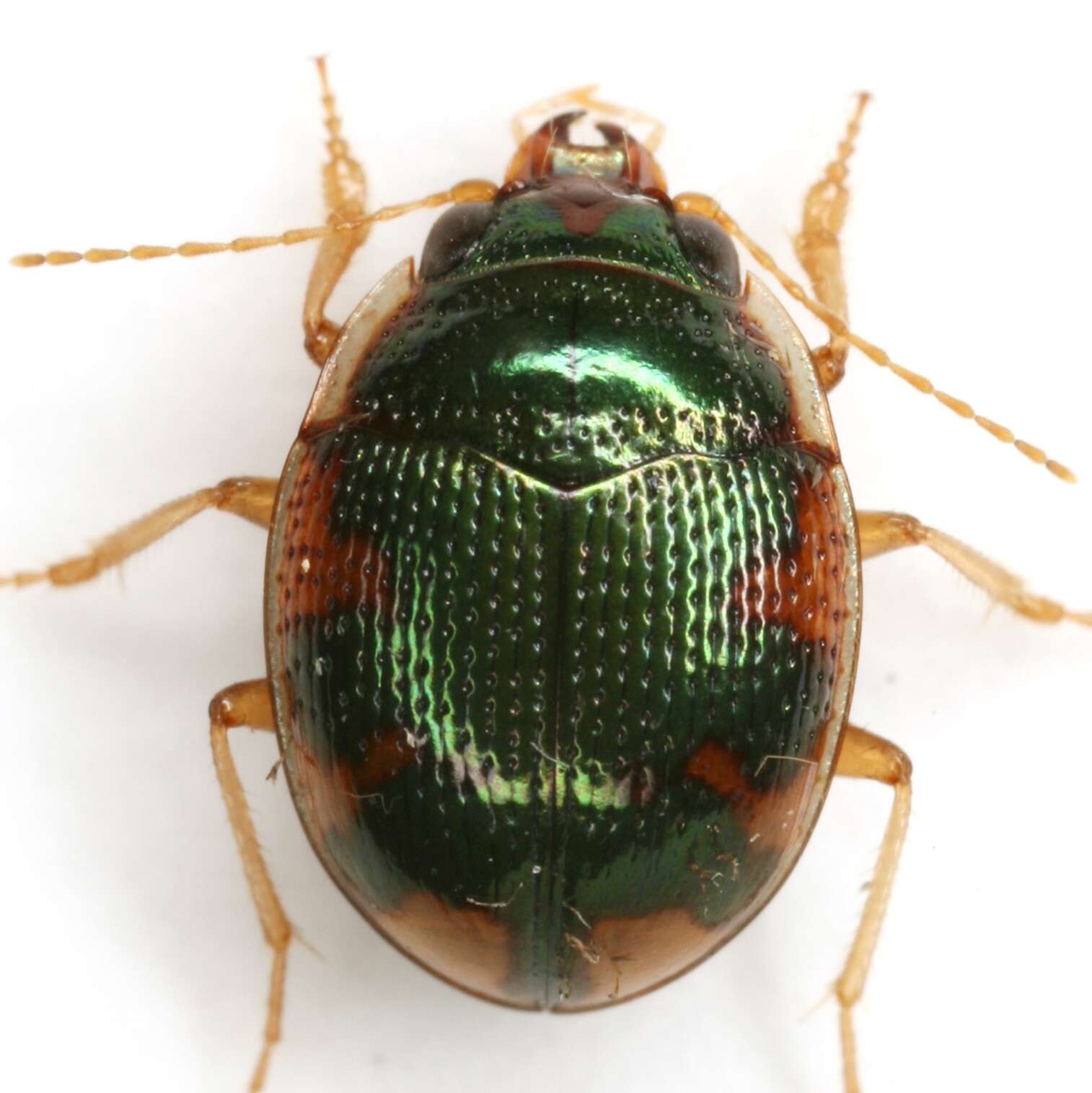 Image of Shiny Round Sand Beetle