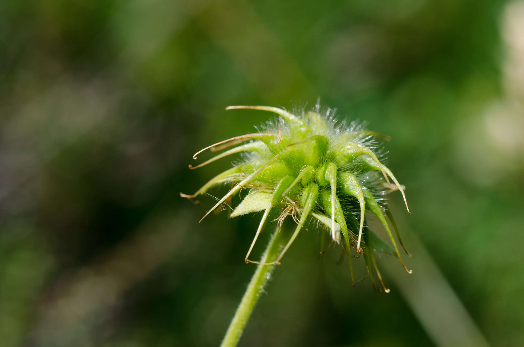 Image of Geum pyrenaicum Miller