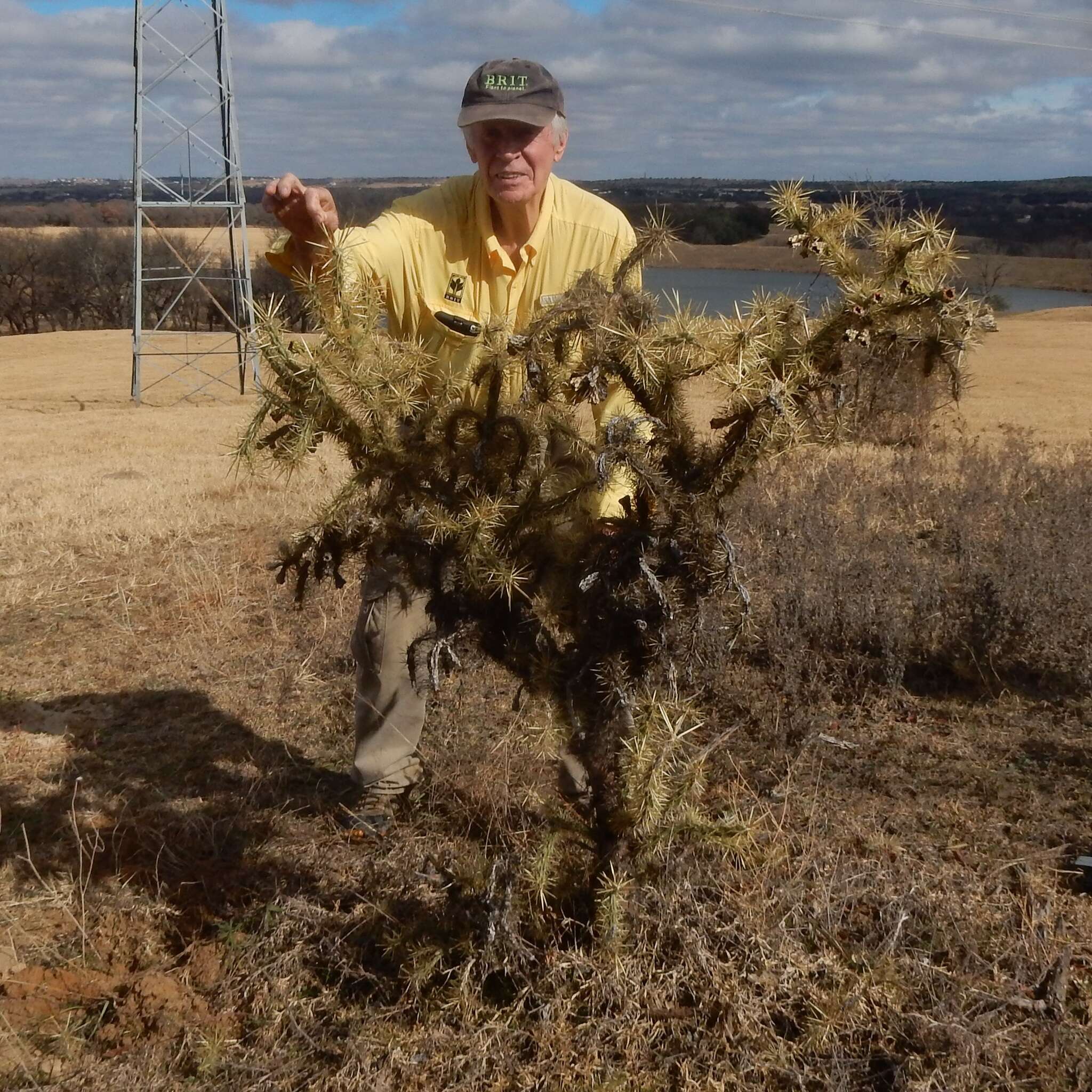 Image of thistle cholla