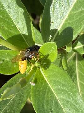 Imagem de Philanthus triangulum abdelcader Lepeletier 1845