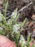 Image of Leucopogon glabellus R. Br.