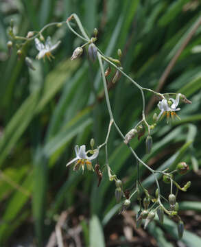 Image of Dianella rara R. Br.