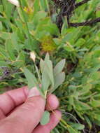Image of Protea effusa E. Mey. ex Meissn.