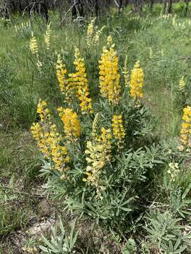 Image of sulphur lupine