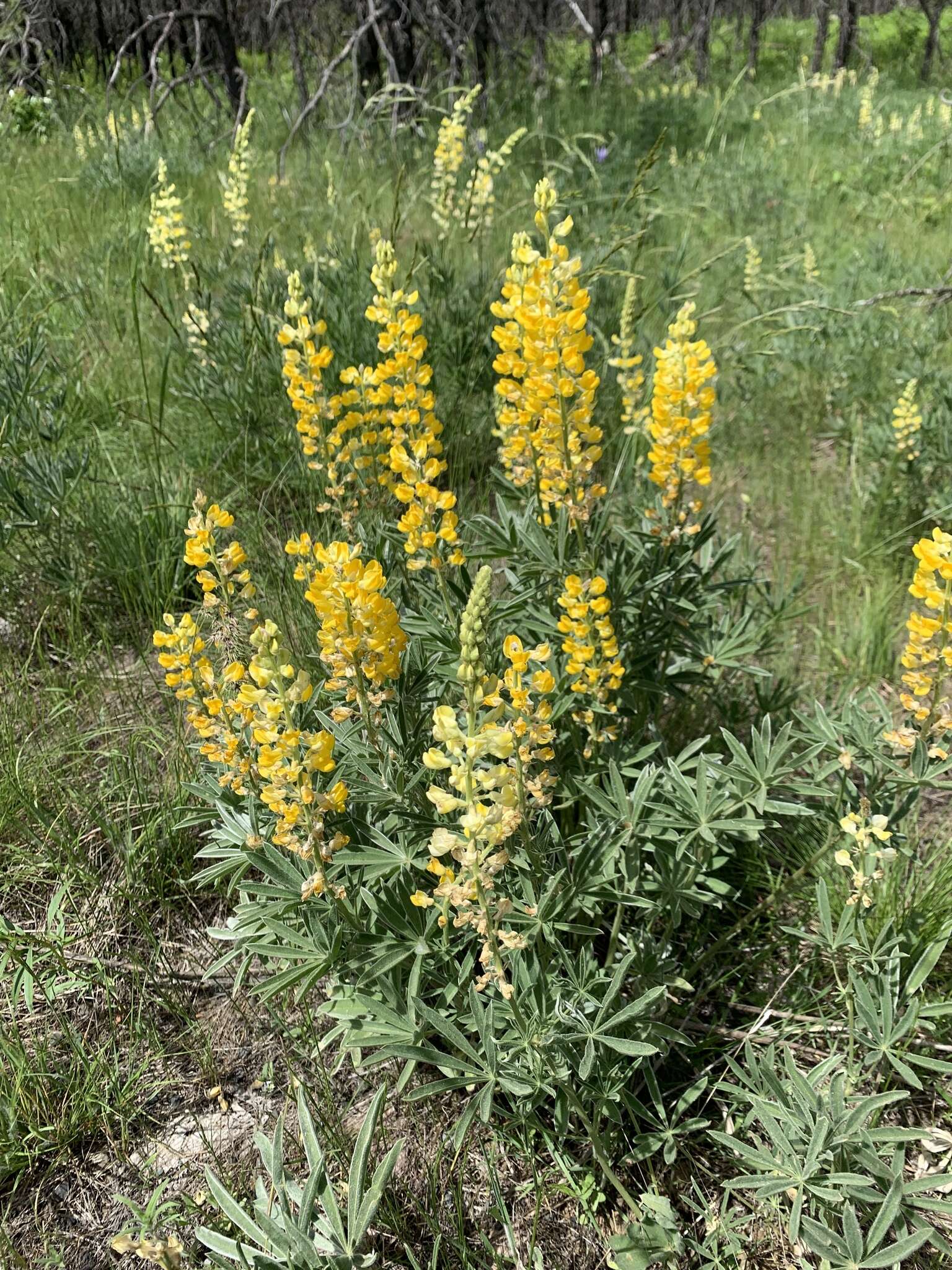 Image of sulphur lupine