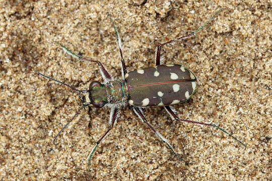 Image de Calomera littoralis conjunctaepustulata