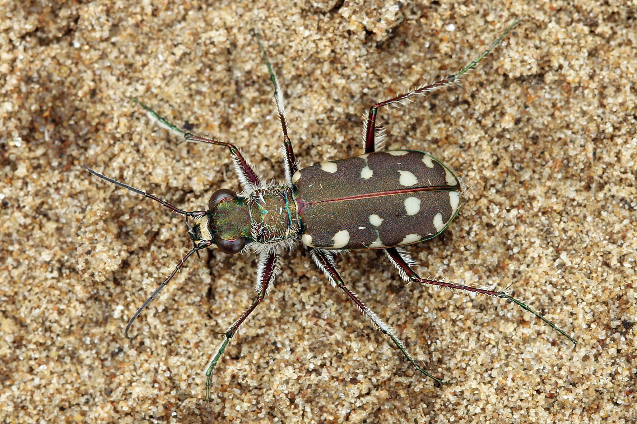 Image of Calomera littoralis conjunctaepustulata