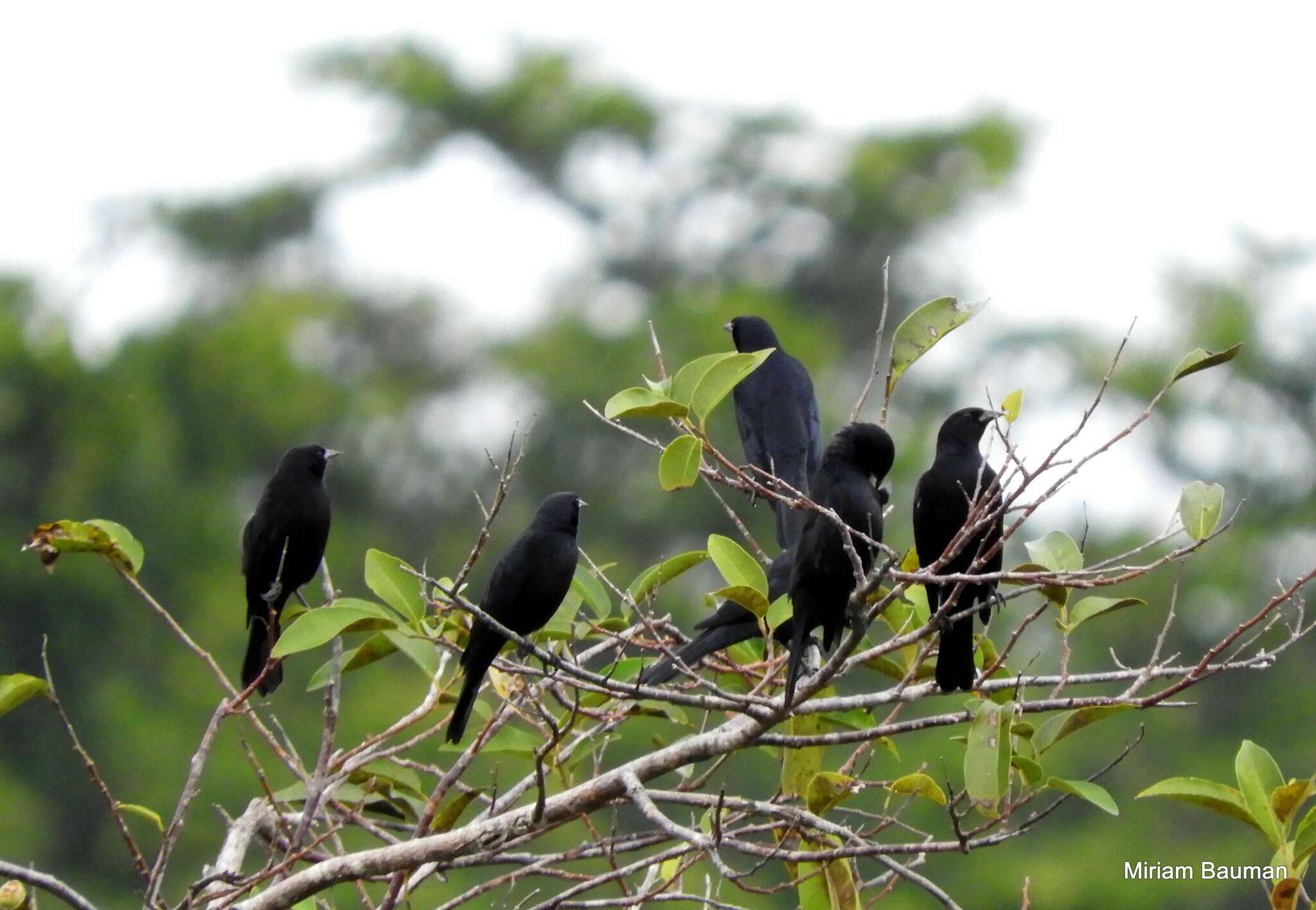 Image of Red-shouldered Blackbird