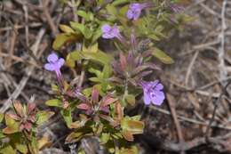 Image of angled sandmint