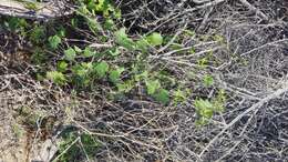 Image of desert starvine